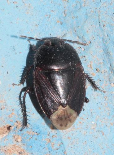 Réf. 265 334 : Macroscytus brunneus